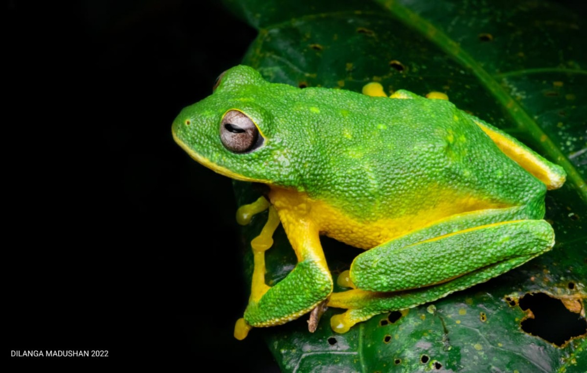 Pseudophilautus femoralis Gunther 1864